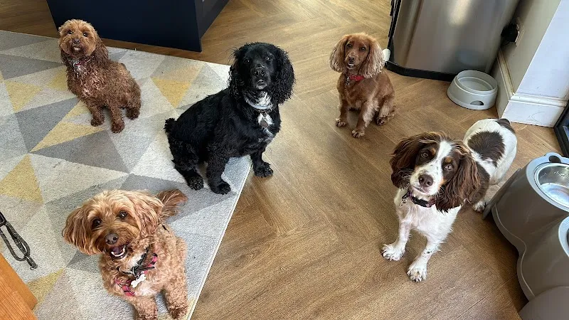 Pawfect Horsham Dogs