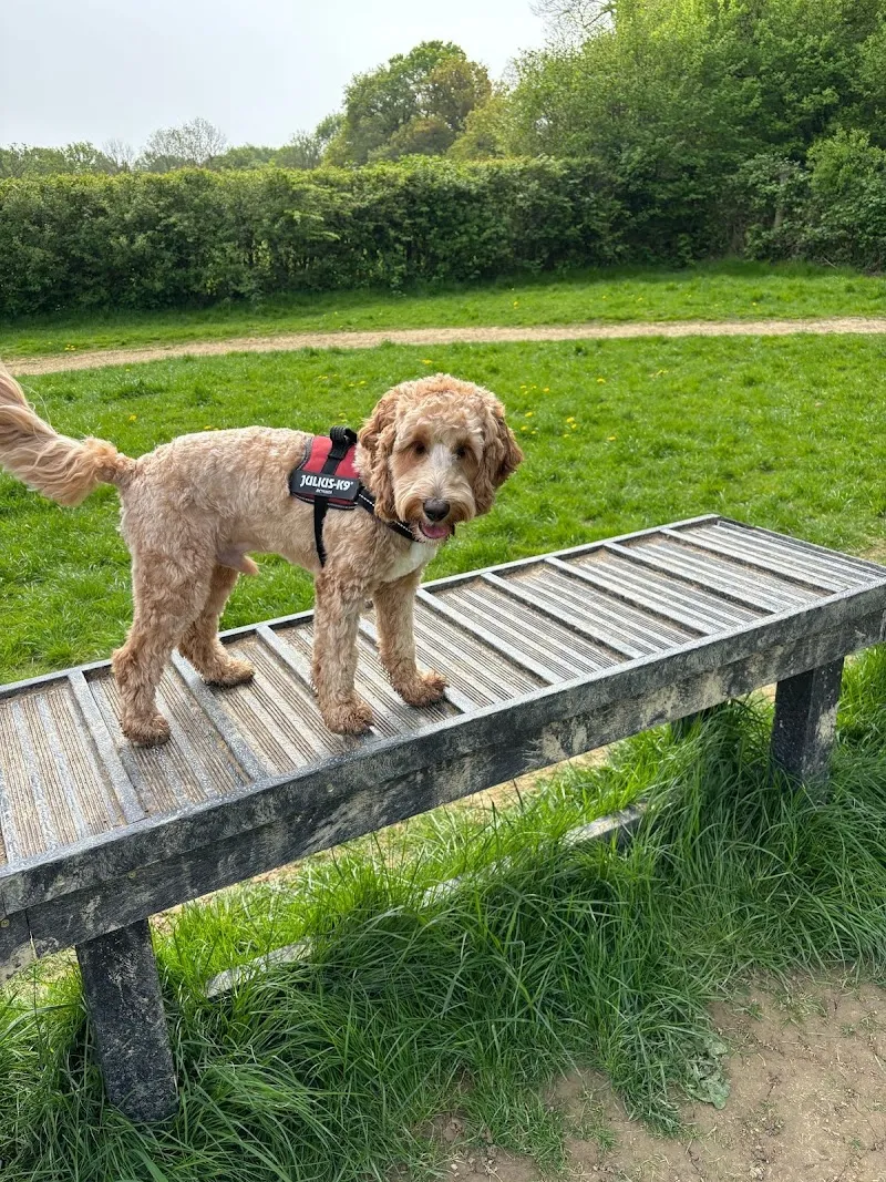 Pawfect Horsham Dogs