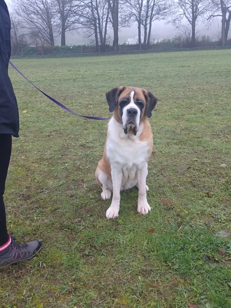 Huntsman's Dog & Cat Hotel