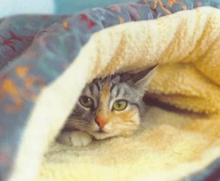 Padside Cattery, Harrogate - Photo 1 of 2