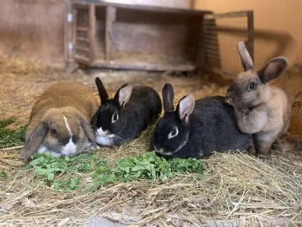 Manor Farm Small Animal Boarding, Singleton. Poulton-Le-Fylde