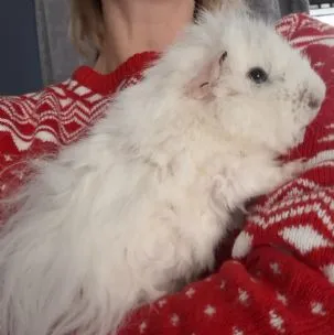 Small furries, Melton Mowbray