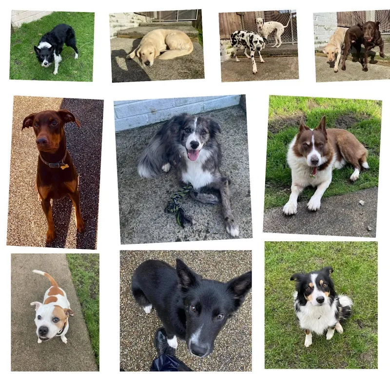 Meadow Vale Pet Paradise