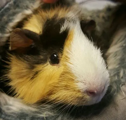 Hinckley Small Pet Boarding, Hinckley - Photo 1 of 3