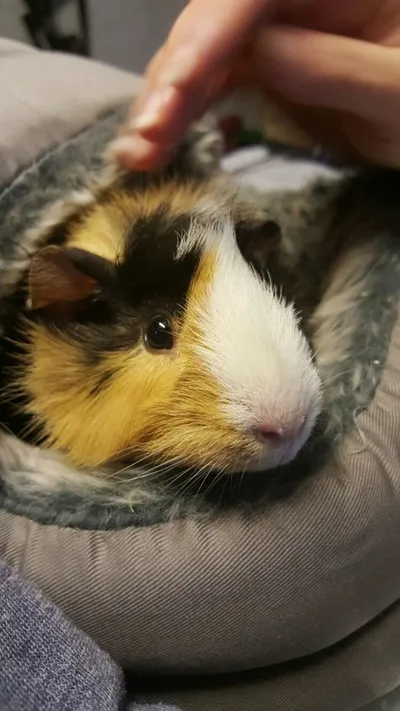 Hinckley Small Pet Boarding, Hinckley - Photo 3 of 3