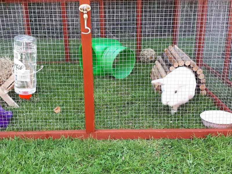 Hinckley Small Pet Boarding