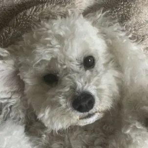 The 4 Paws Home Boarding, Stratford-upon-Avon - Photo 1 of 2