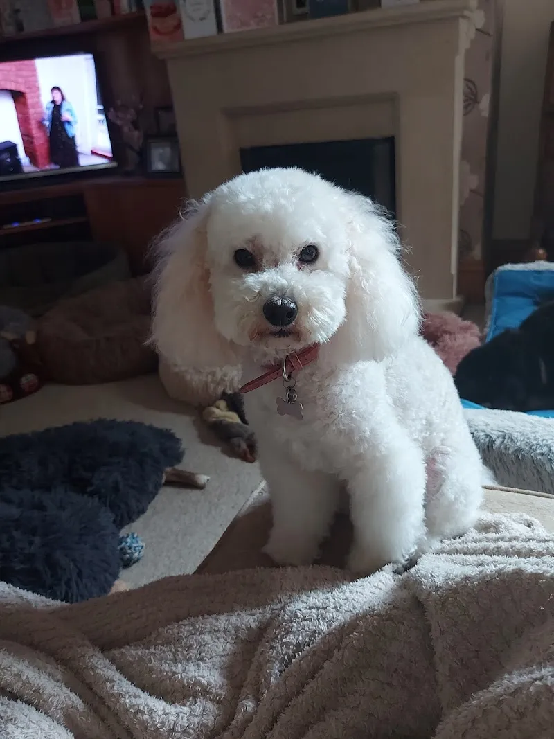 The 4 Paws Home Boarding