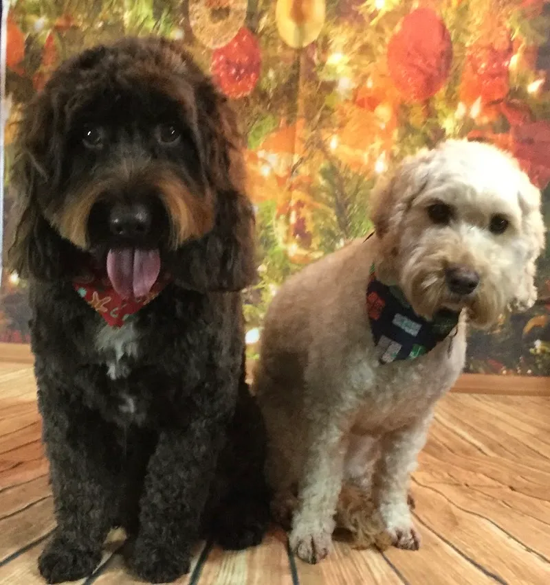 The 4 Paws Home Boarding