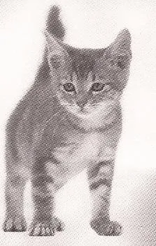 Cats Cradle Cattery, Banchory