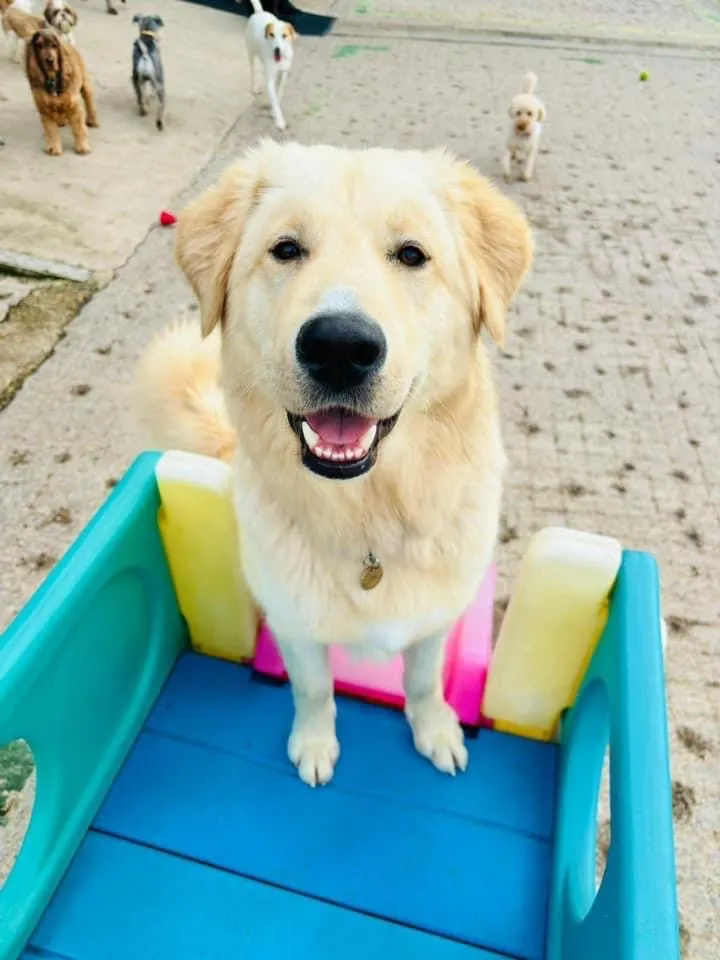 Stones Doggy Daycare