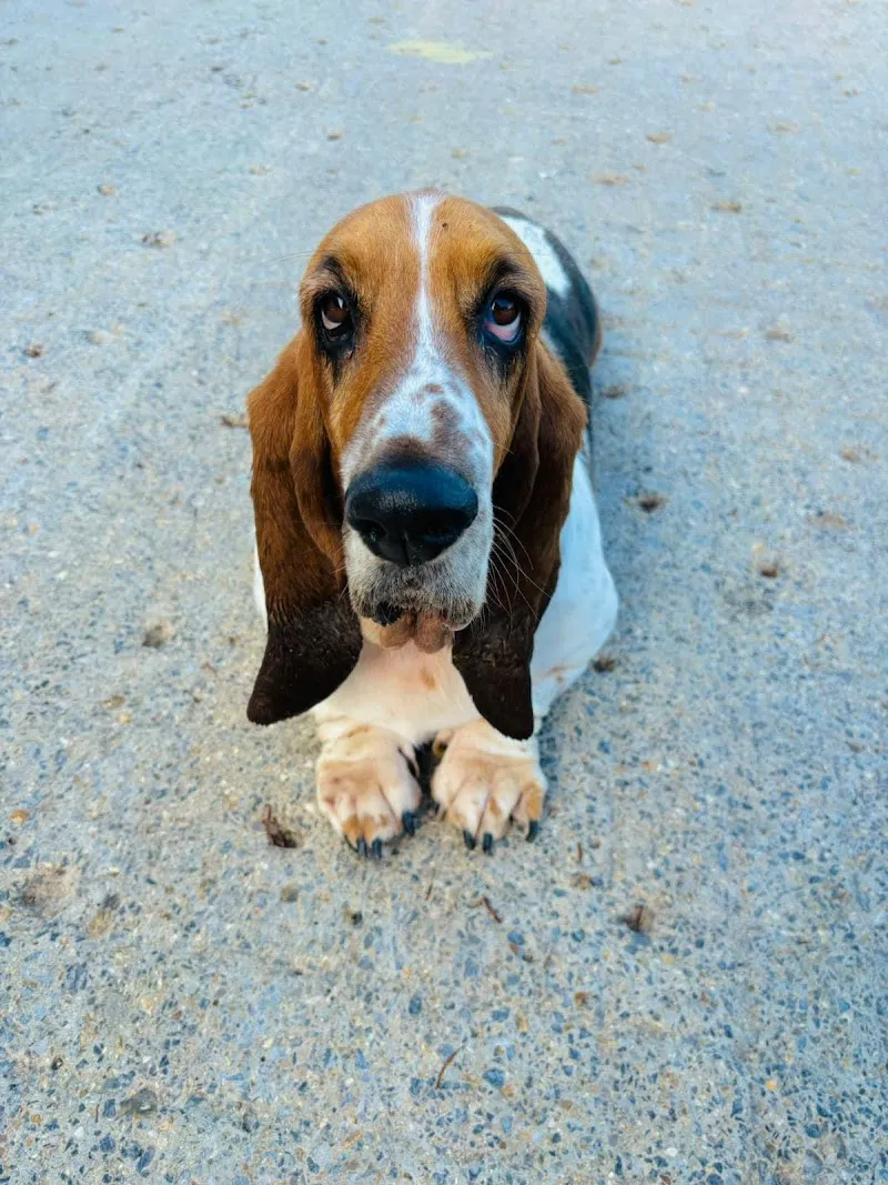Stones Doggy Daycare
