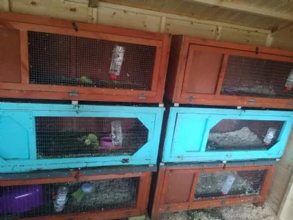 Guinea Guesthouse, Nuneaton