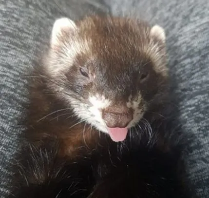 Hockley Ferret Rescue & Boarding, Essex - Photo 1 of 2