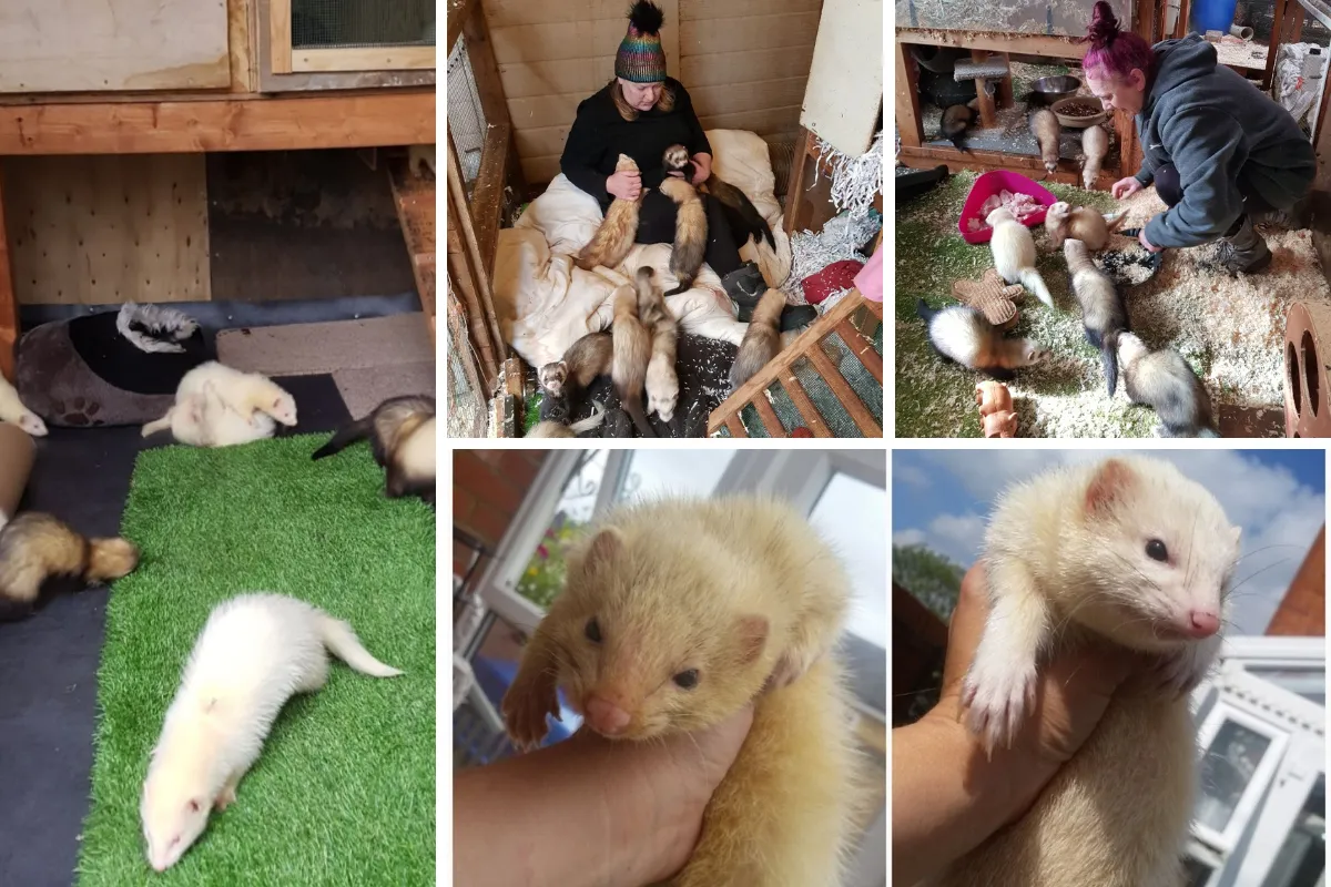 Hockley Ferret Rescue & Boarding, Essex - Photo 2 of 2