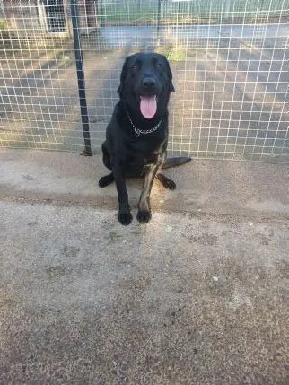 Highfield Kennels, Banwell - Photo 1 of 3