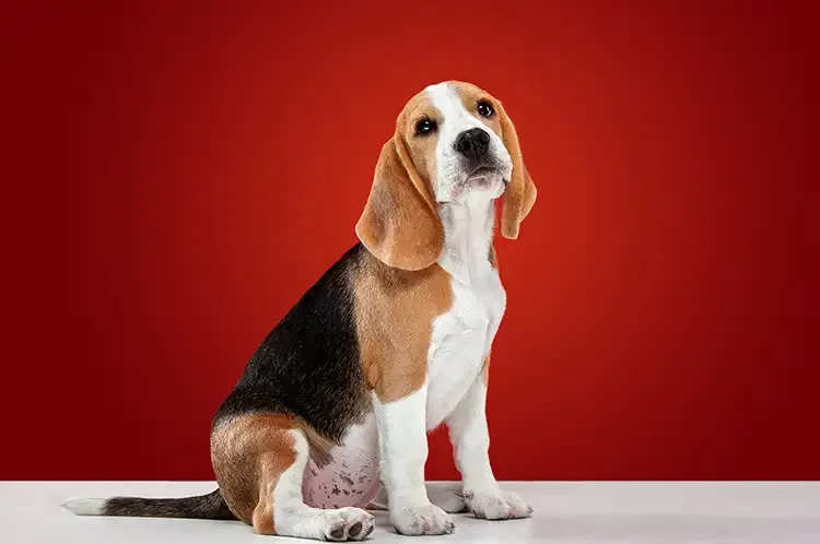 Highfield Kennels, Banwell - Photo 3 of 3