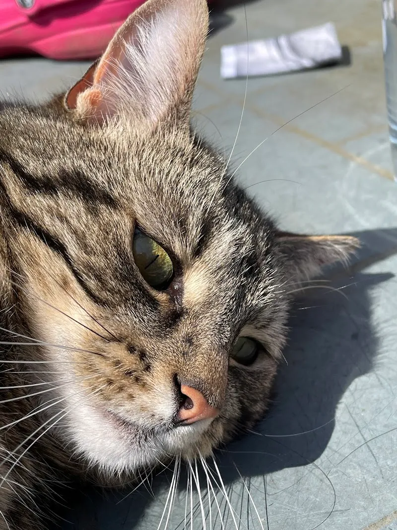 Bradgate View Luxury Cat Hotel