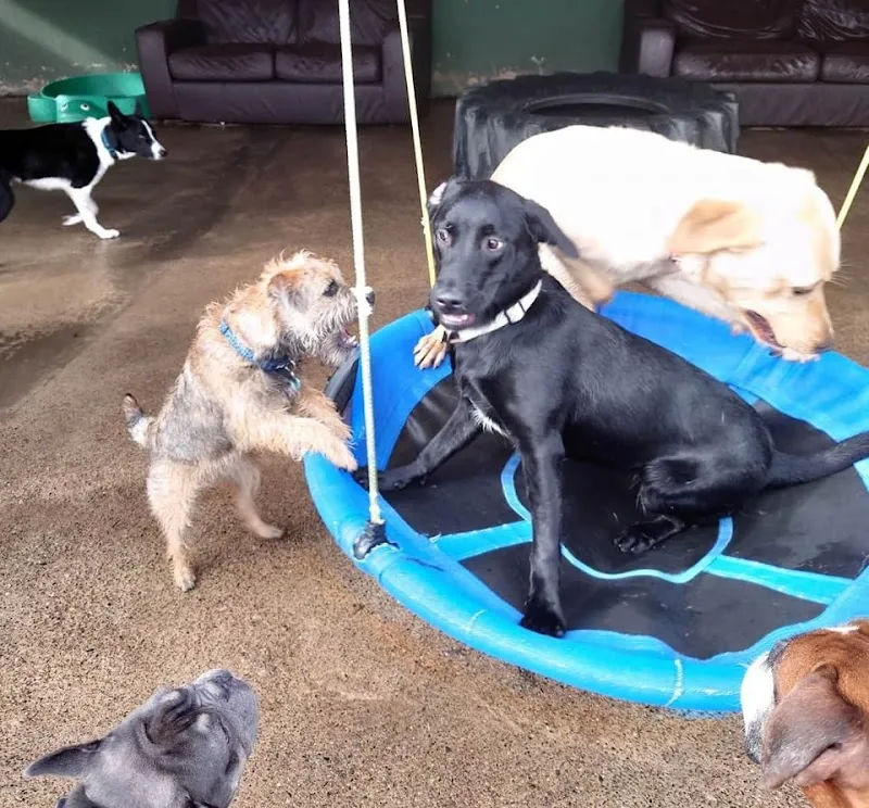 Balmoral Kennels and Cattery