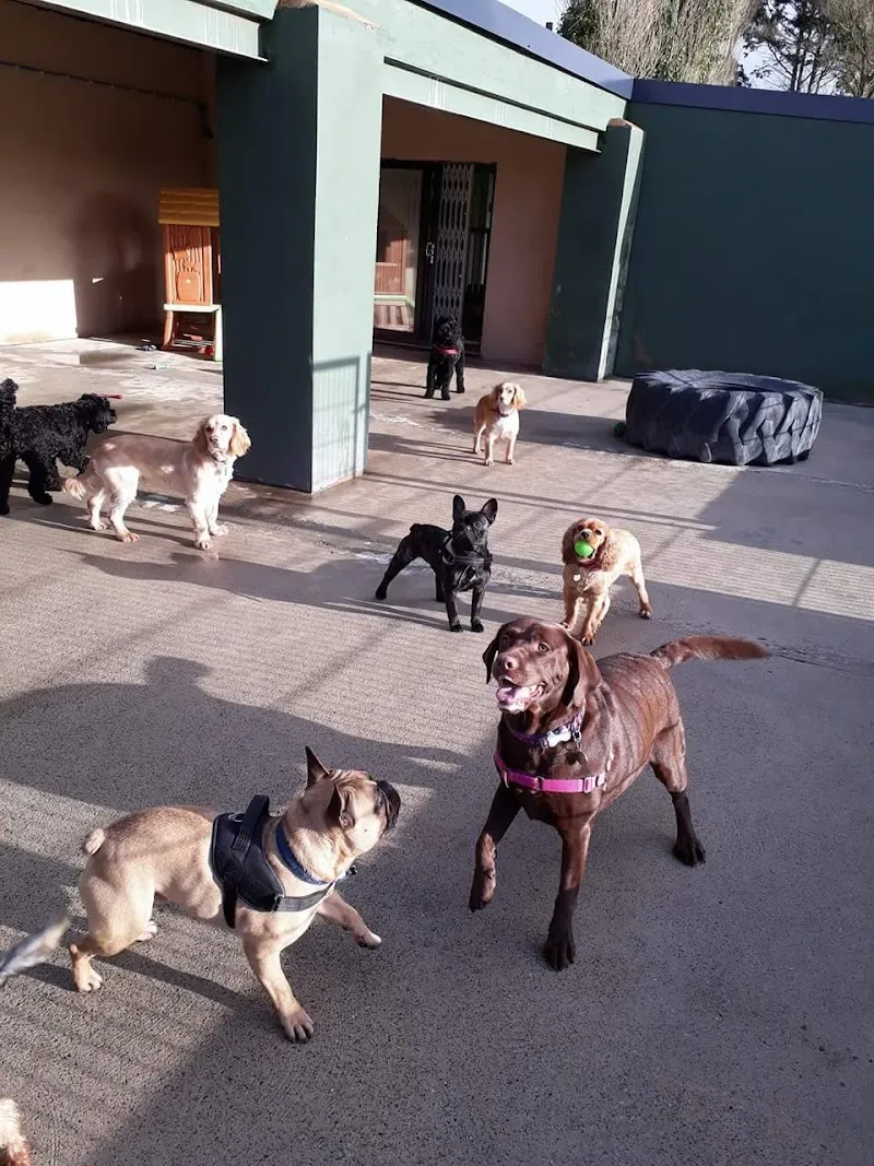 Balmoral Kennels and Cattery