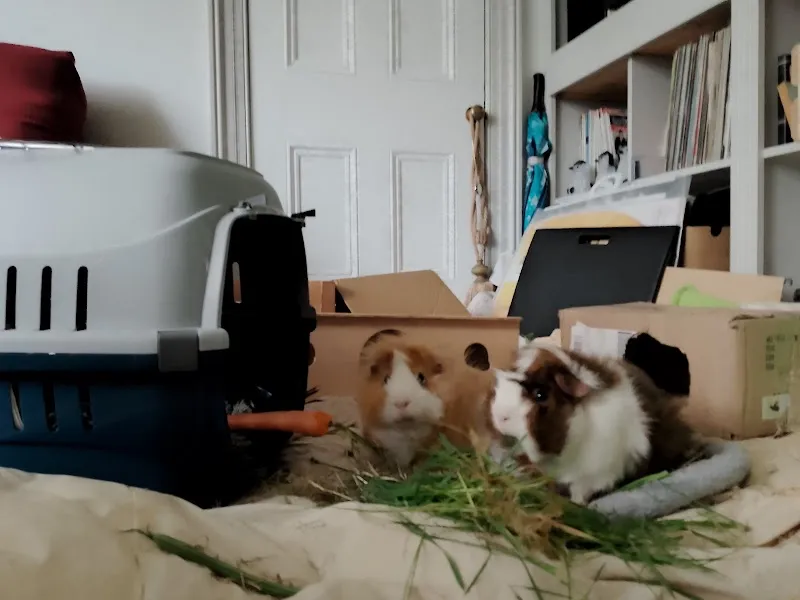 Popcorn Pet Holidays