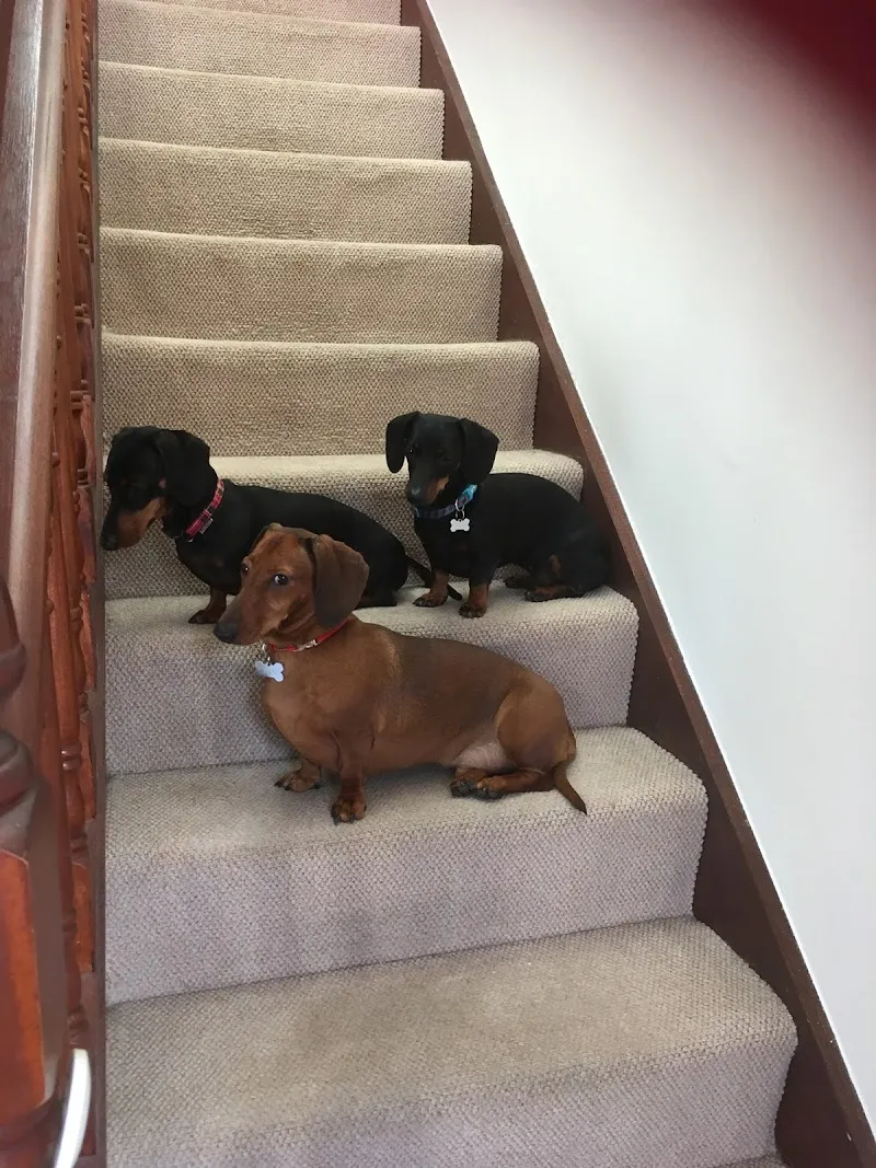 Red Dog Training & Pet Services NI