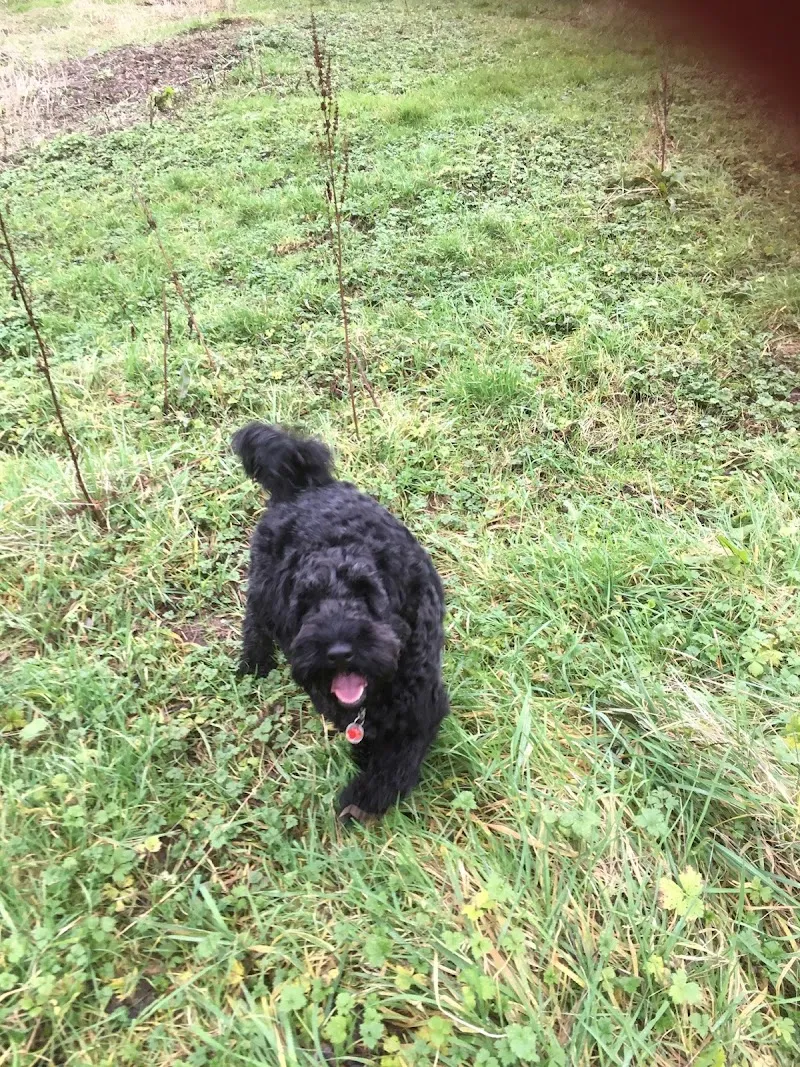 Red Dog Training & Pet Services NI