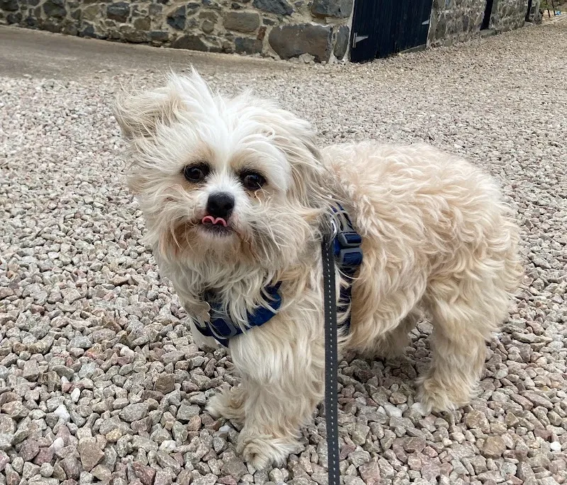 Red Dog Training & Pet Services NI