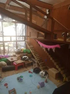 Hug A Bunny Hotel, Camberley - Photo 1 of 2