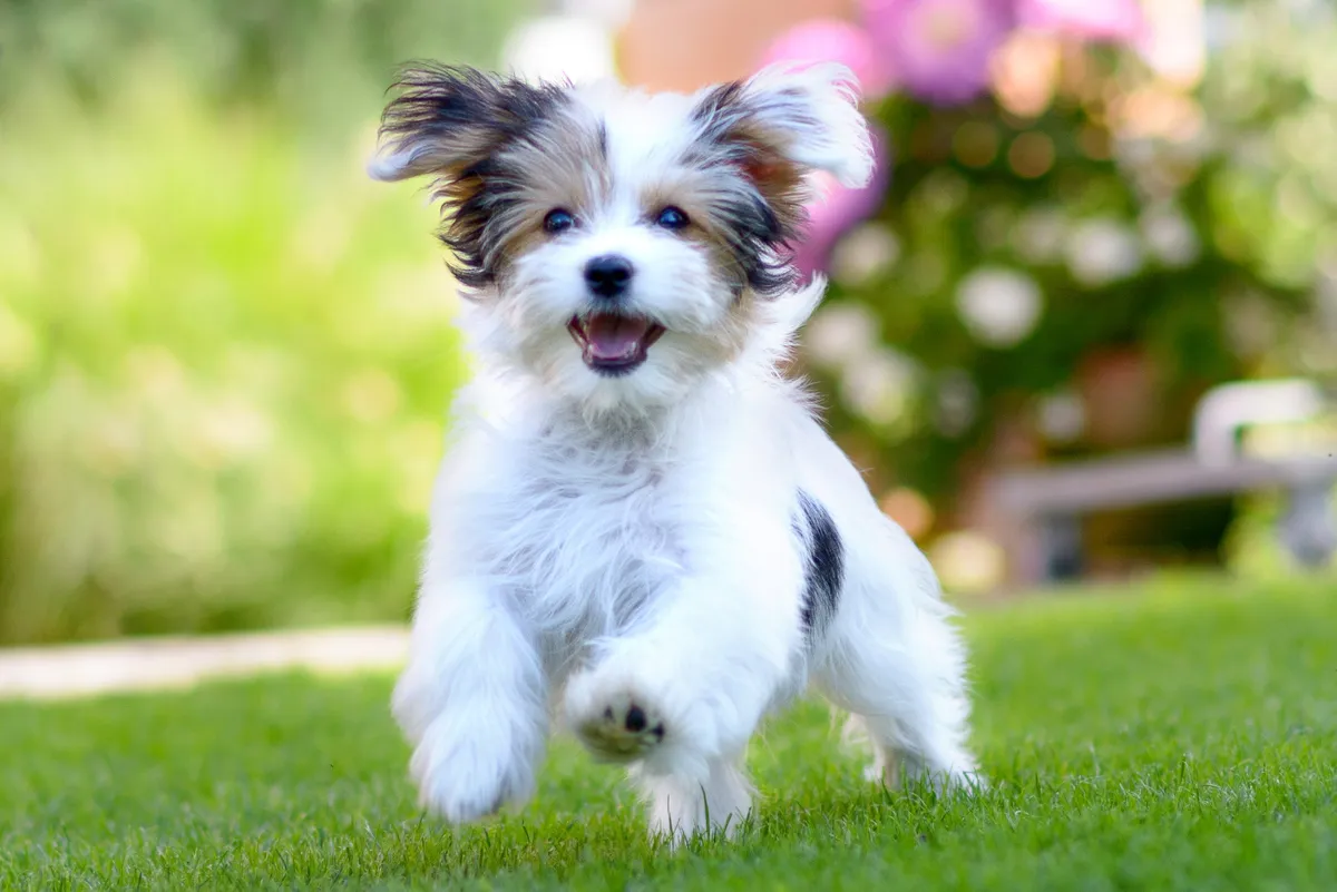 My Dogs Best Friend - NI - Image 1