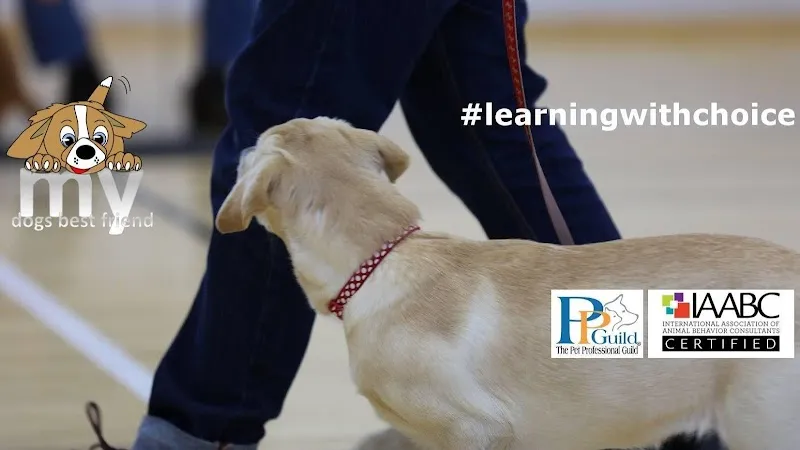 My Dogs Best Friend - NI