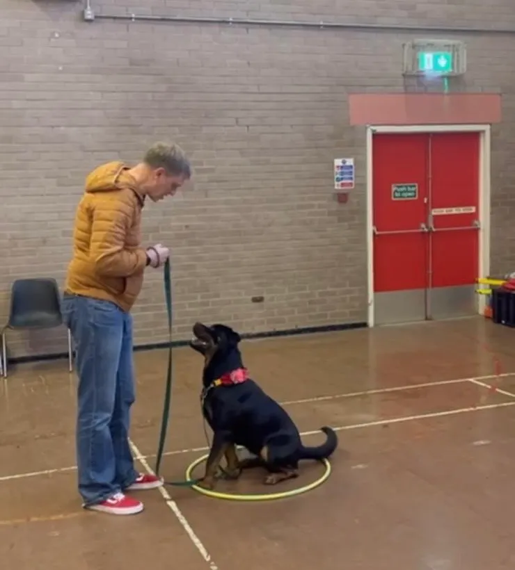 My Dogs Best Friend - NI