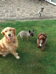 Oaklands Home Boarding for Dogs, Diss