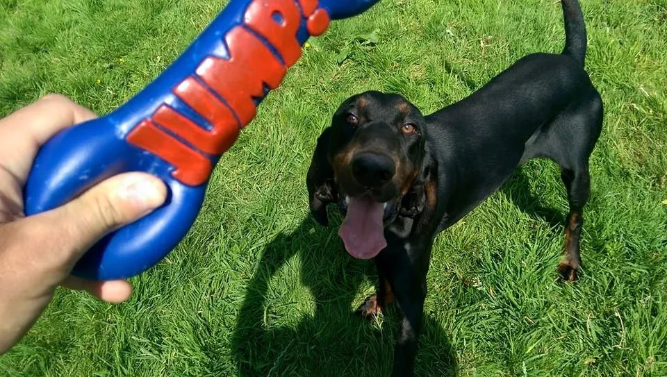 Summer Hill Pet Hotel & Spa, Nantwich - Photo 3 of 3