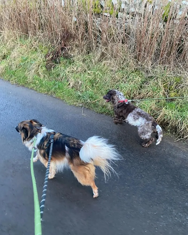 Pinetree Dog Retreat