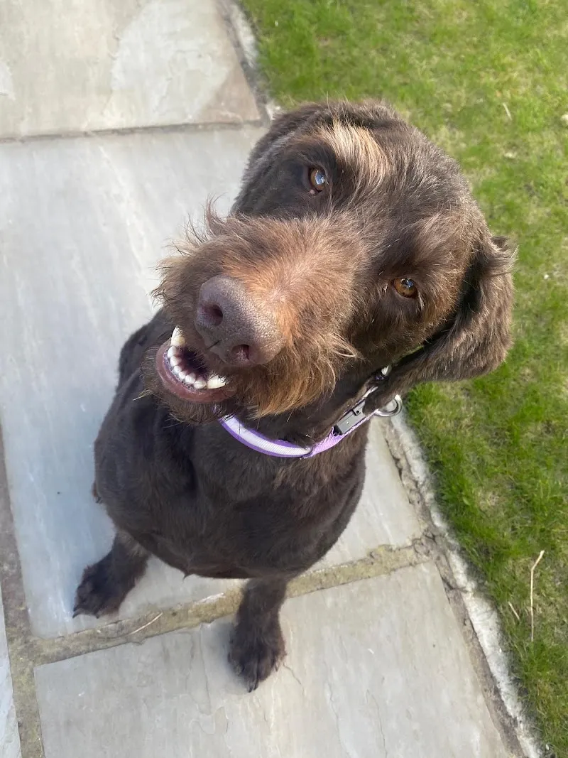 Pinetree Dog Retreat