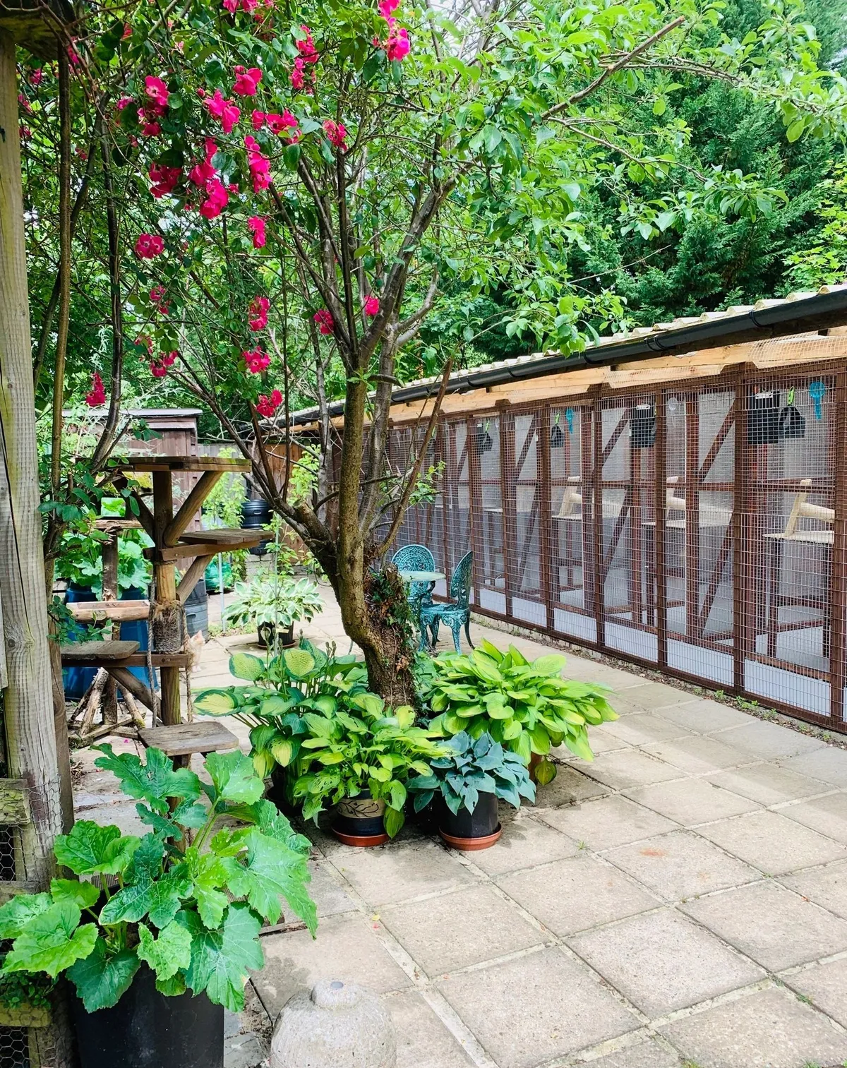 Willows Cattery, Billingshurst - Photo 3 of 3