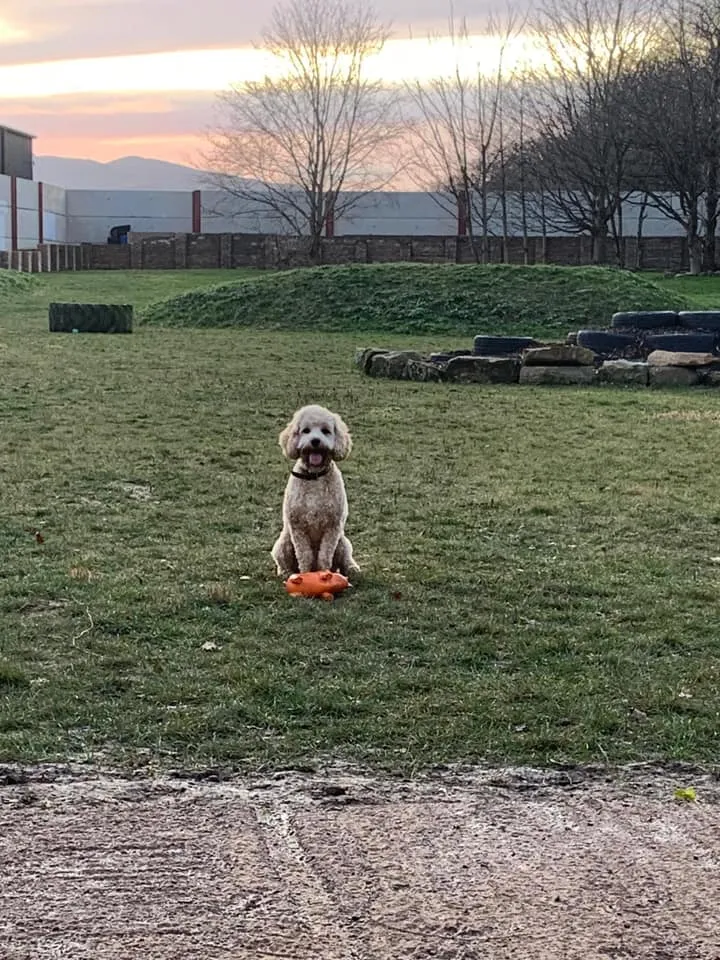 Hound Around Day Care