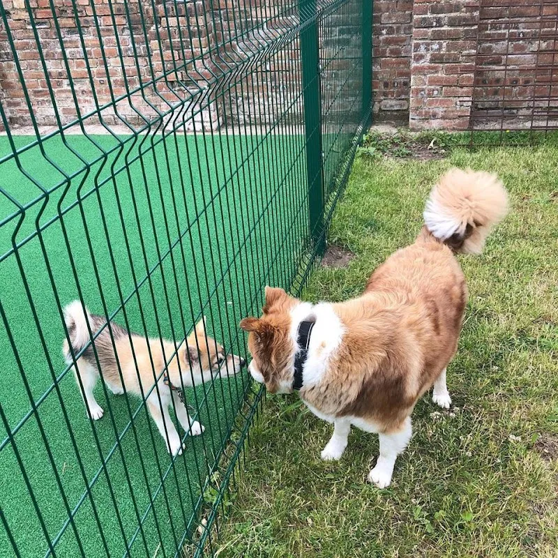 Hound Around Day Care