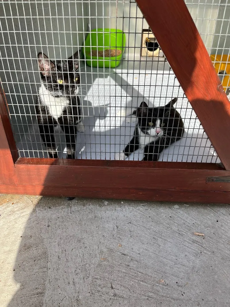 Willowmead Boarding Cattery