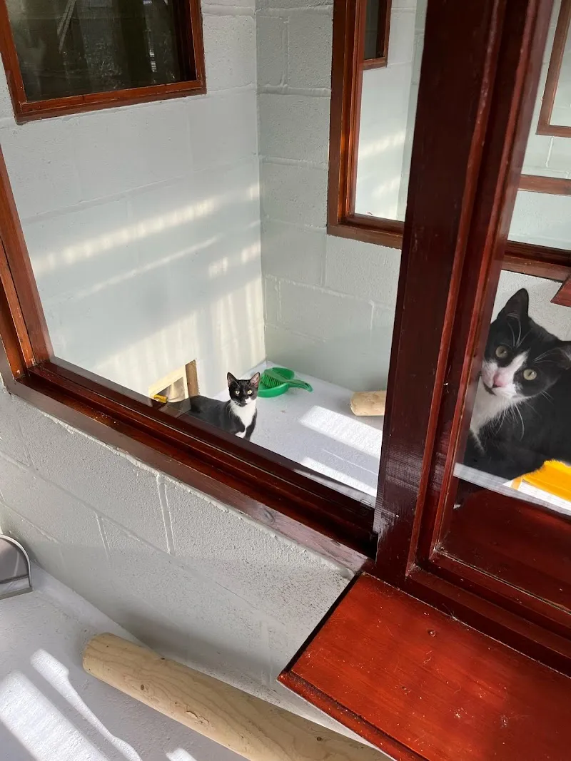 Willowmead Boarding Cattery