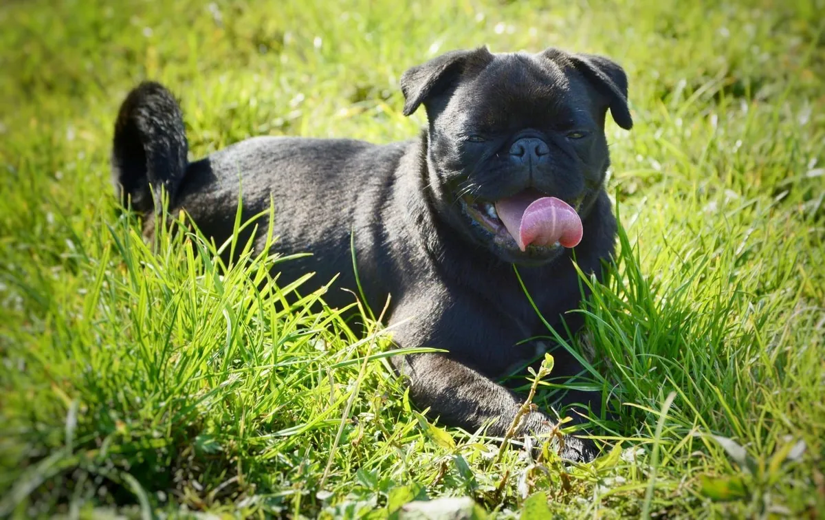 The Barn Animal Rescue Newtownards, Newtownards - Photo 2 of 2