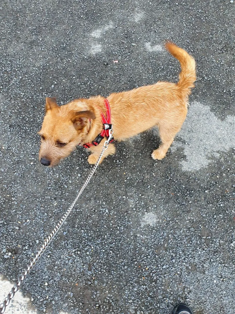 The Barn Animal Rescue Newtownards