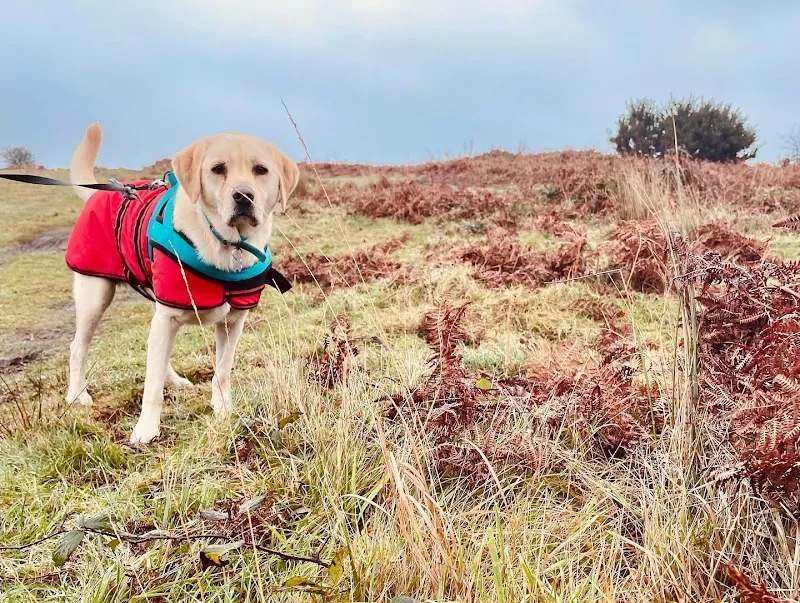 Barkers Lodge Hotel | Dog Kennels Bridgend
