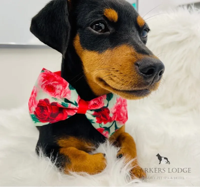 Barkers Lodge Hotel | Dog Kennels Bridgend