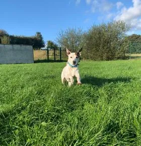 Mabie Forest Kennels and Cattery