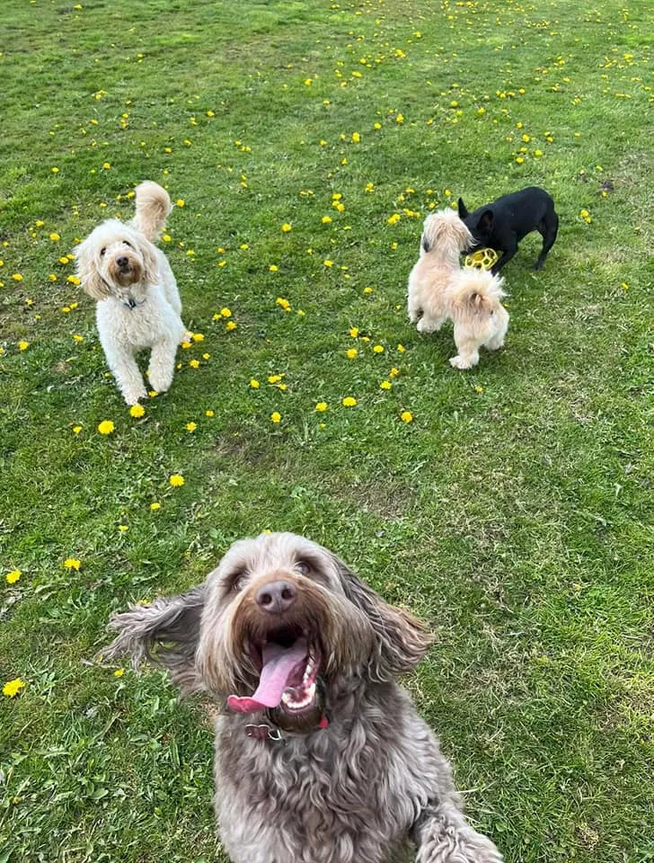 Mabie Forest Kennels and Cattery