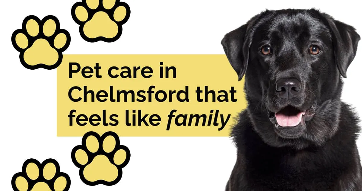 Golden Paws Essex, Chelmsford - Photo 2 of 2