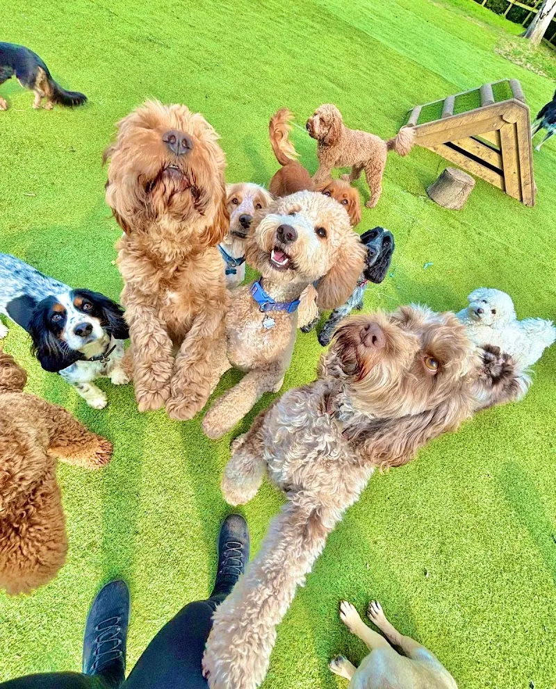 The Little Doggy Daycare - Chelmsford