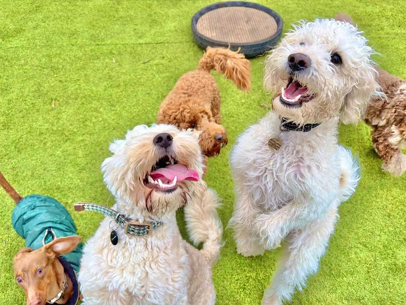 The Little Doggy Daycare - Chelmsford